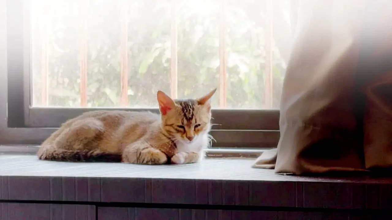 Help your furry friends beat the summer heat with these expert tips